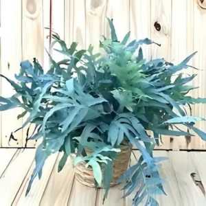Samambaia-azul-folhas-em-destaque