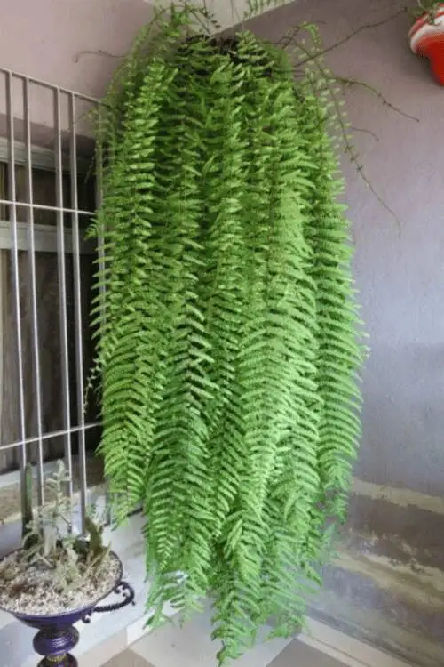 Samambaia-chorona