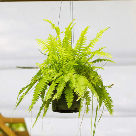 Samambaia-de-boston-Nephrolepis-exaltata