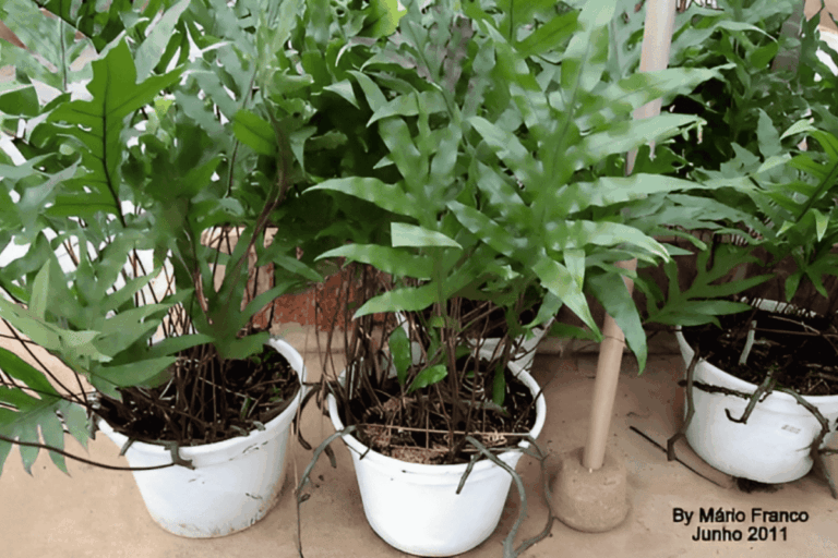Samambaia Jamaica – Guia Completo de Cultivo