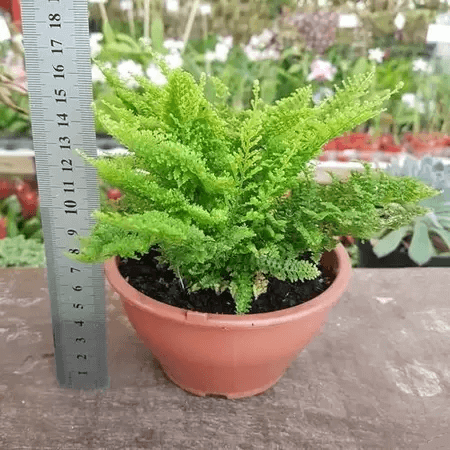 Samambaia-mini