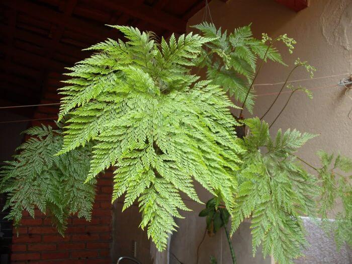 Samambaia-renda-portuguesa-davallia-fejeensis