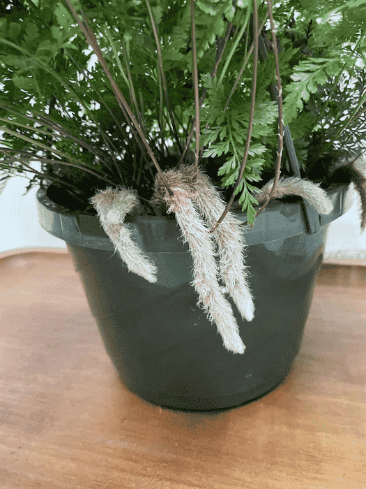 Samambaia-renda-portuguesa-plantada-no-pote