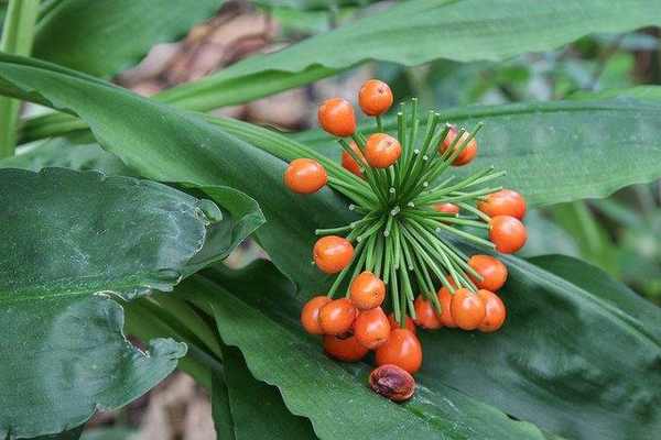 Scadoxus-multiflorus-fruto