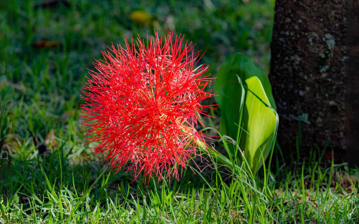 Scadoxus-multiflorus
