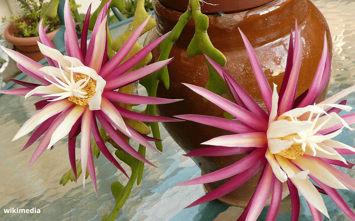 Selenicereus-anthonyanus