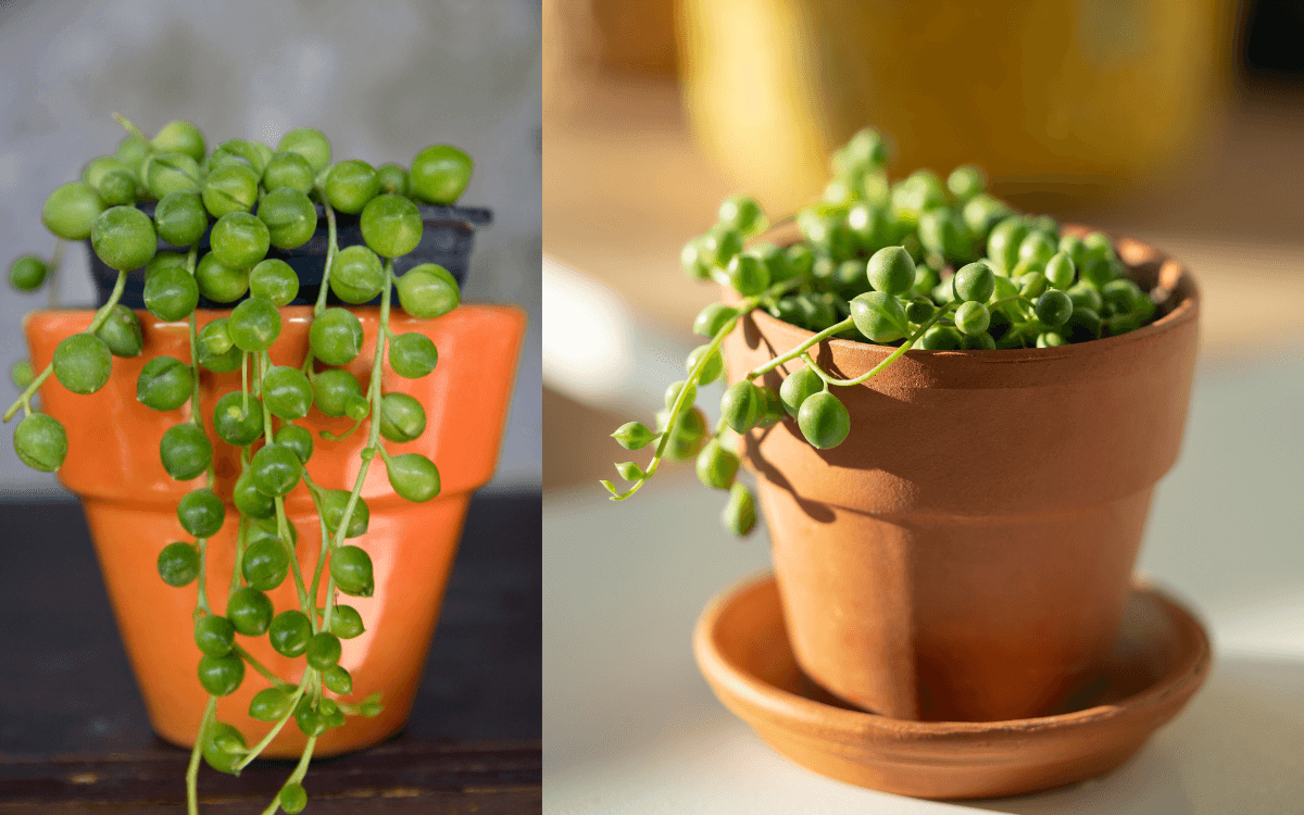 Senecio-rowleyanus-em-vasos