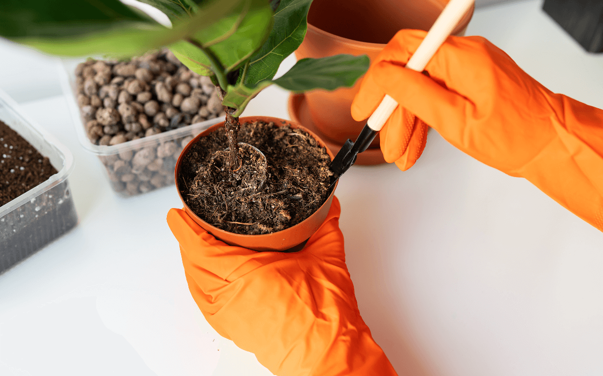Solo-ideal-para-a-planta-ficus-lyrata