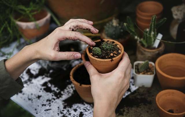 Solo-para-cactos
