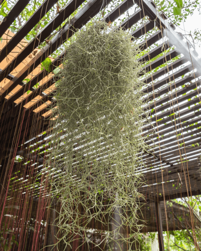 Tillandsia-Usneoides-pendurada