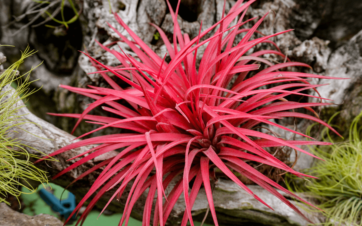 Tillandsia-brachycaulos