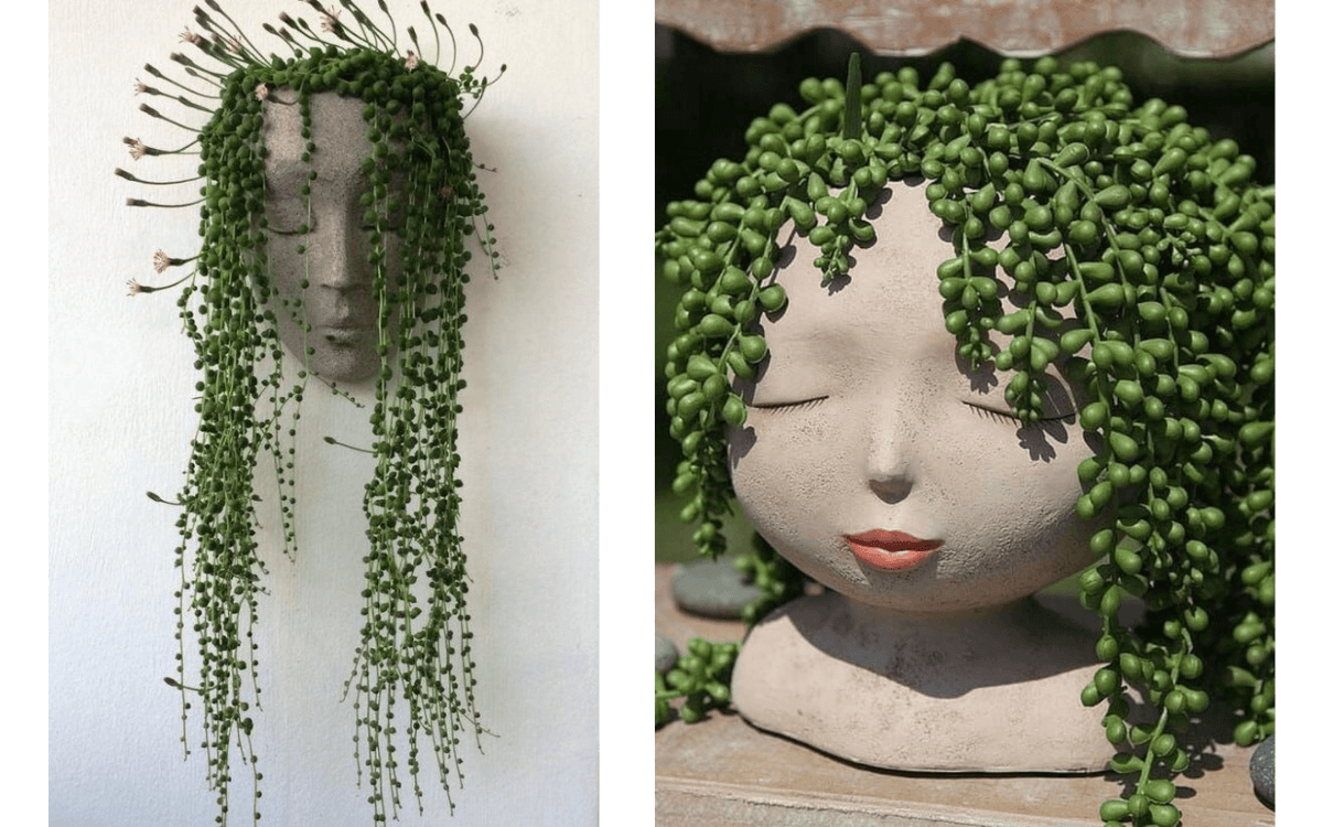 Usos-na-decoracao-planta-colar-de-perolas