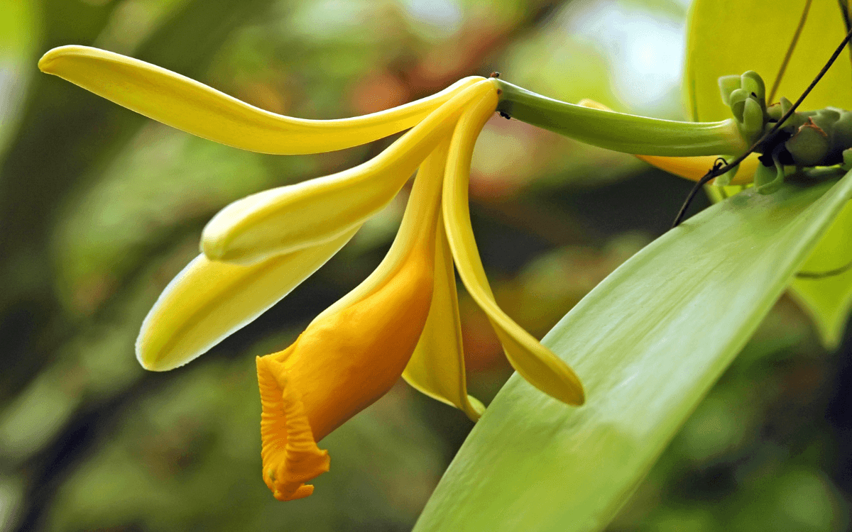 Vanilla-planifolia