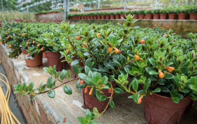 Varias-Nematanthus-wettsteinii-plantadas-em-vasos