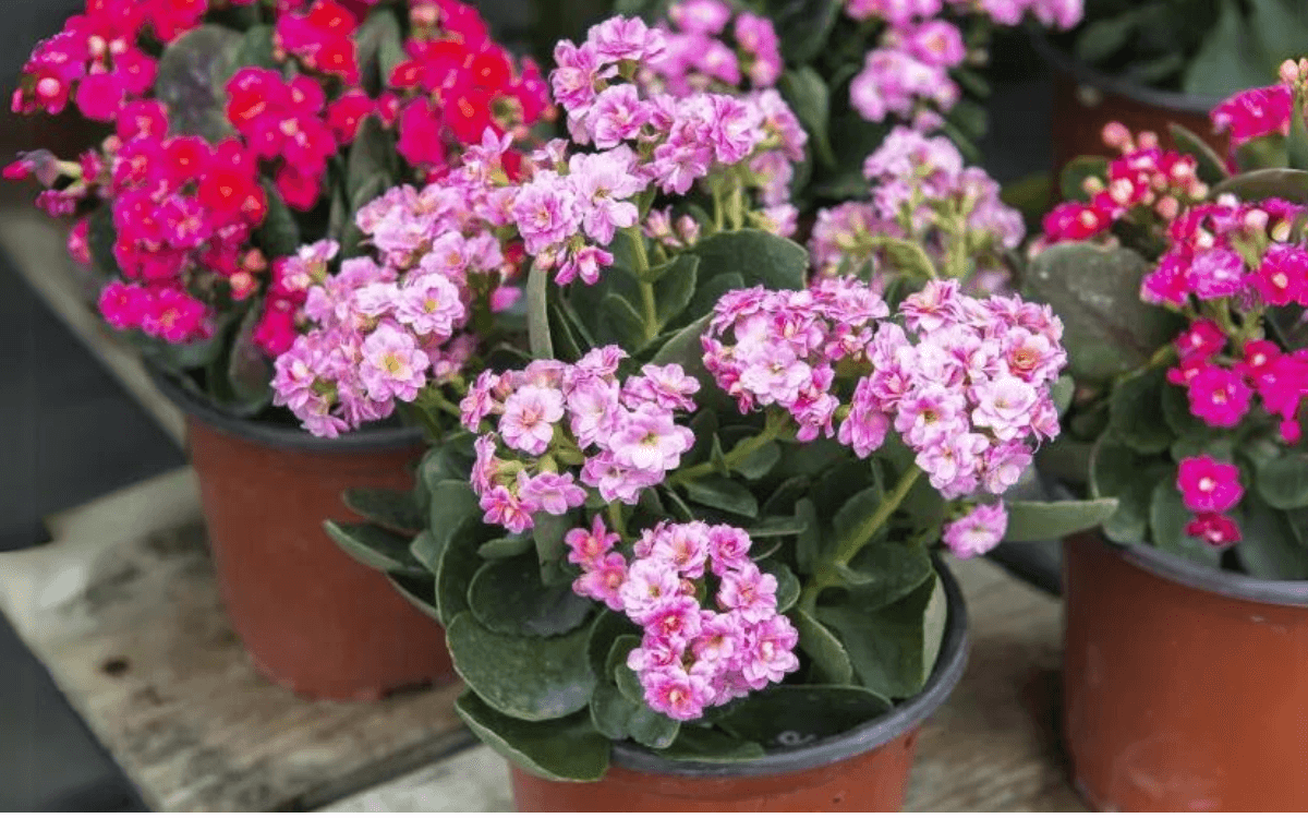 Varias-calanchoes-em-um-vaso