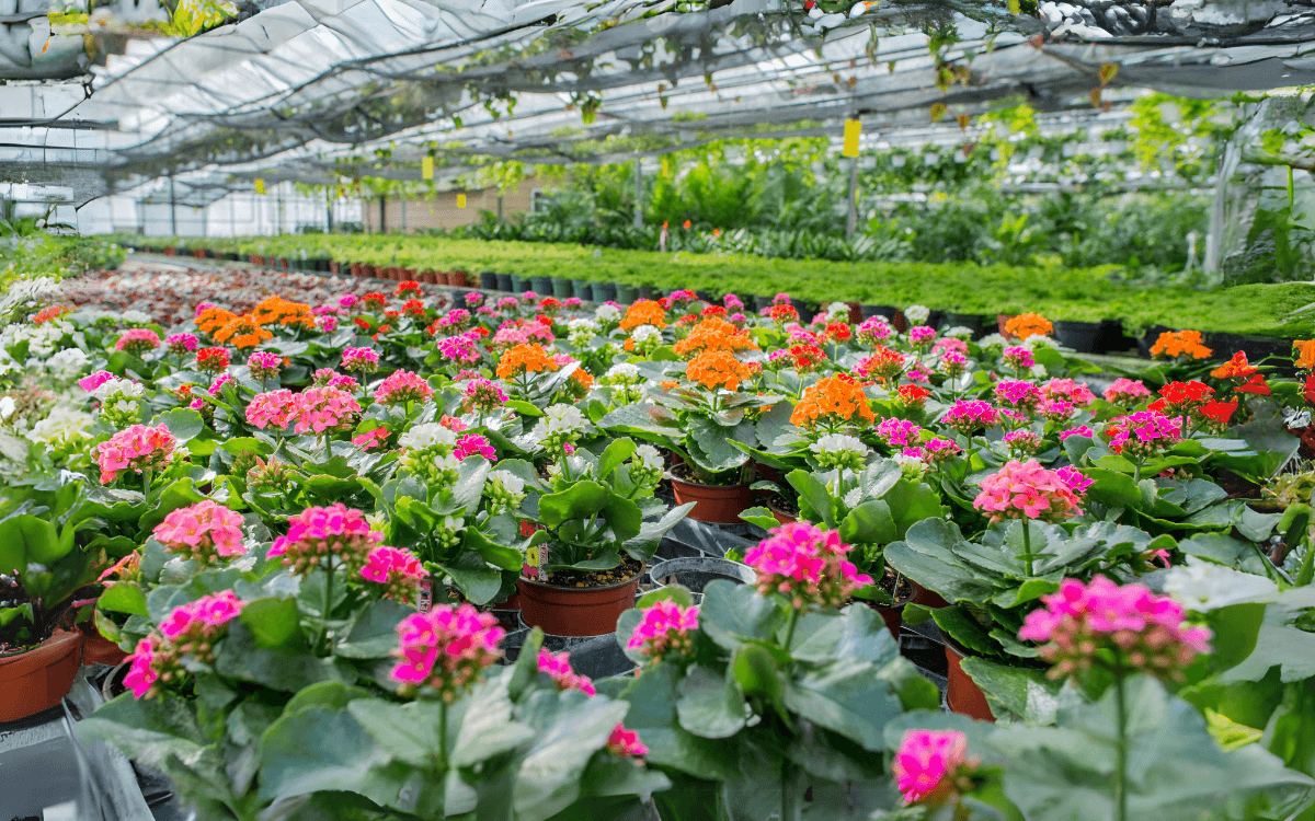 Varias-especies-de-Kalanchoe