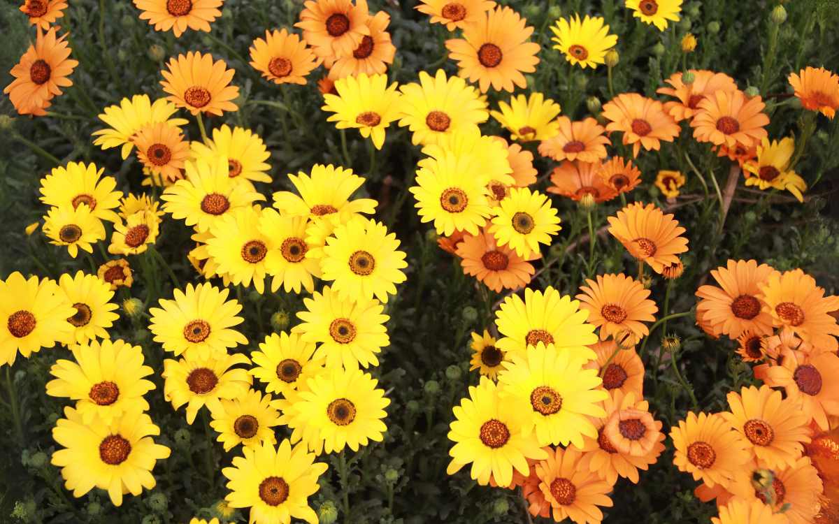 Varias-gazanias