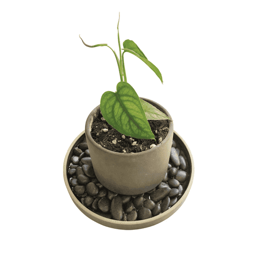 Vaso-de-umidade-para-plantas