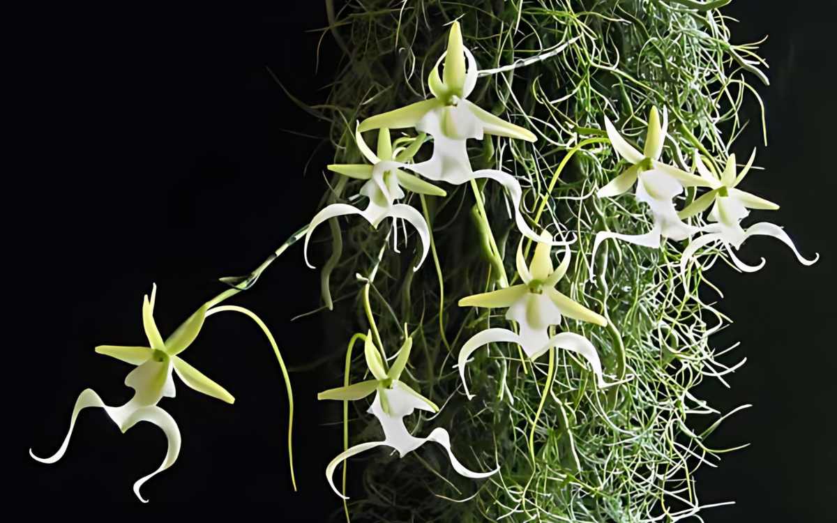 dendrophylax-lindenii-02