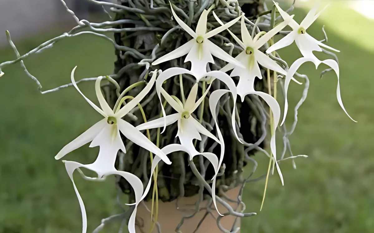 dendrophylax-lindenii