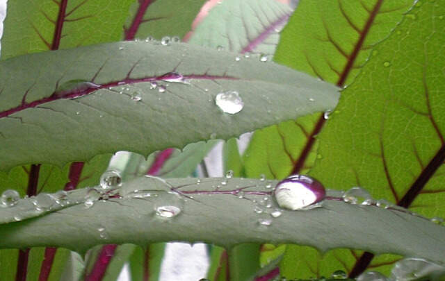 folhas-do-almeirao-roxo-Lactuca-indica