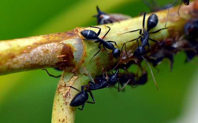formigas