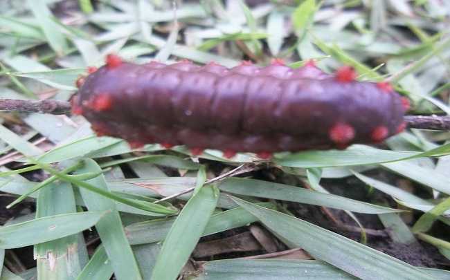 lagarta