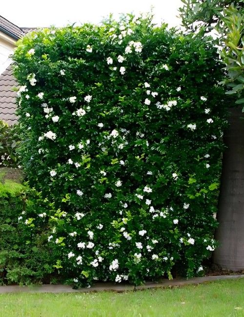 murraya-paniculata-decoracao