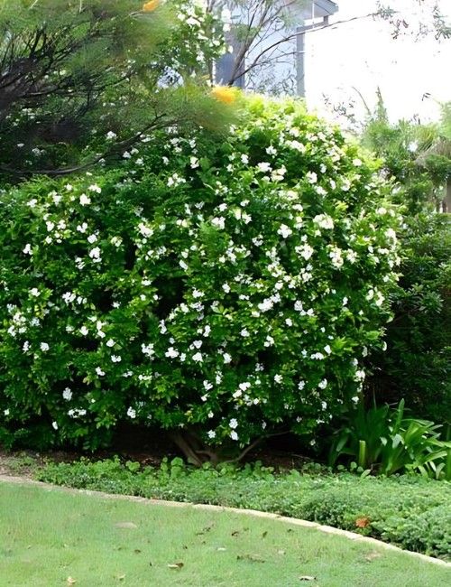 murraya-paniculata-no-jardim