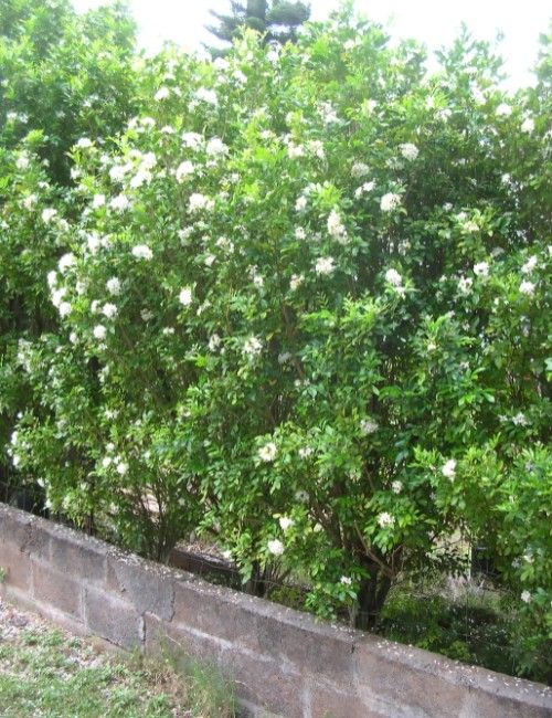 murraya-paniculata
