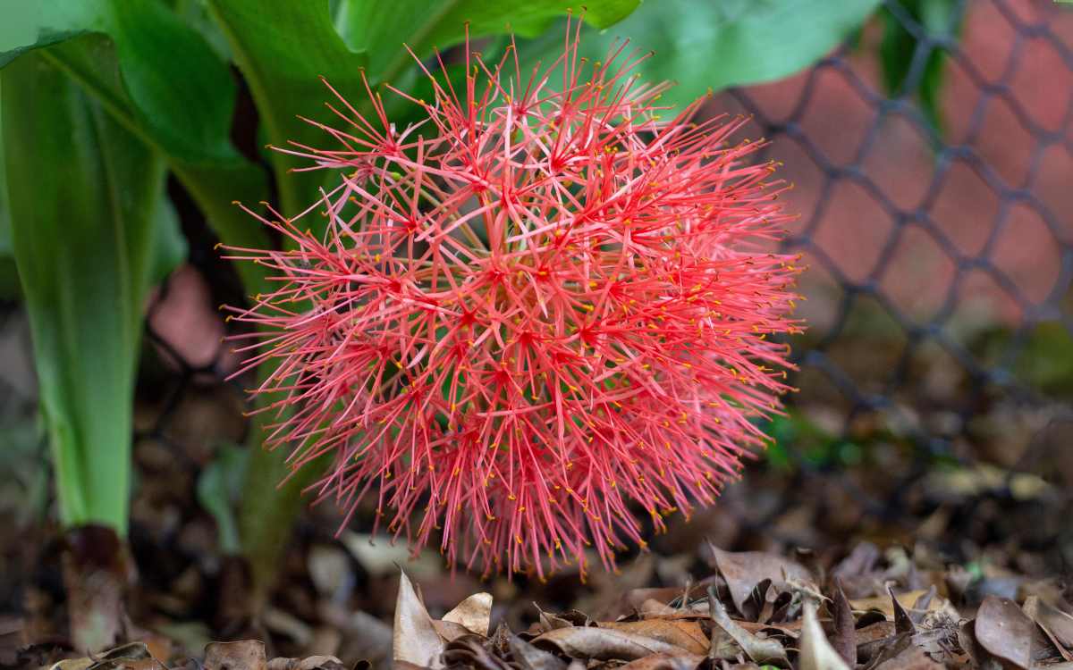 planta-estrela-de-natal