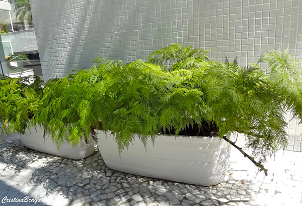 Samambaia Renda Portuguesa: Como Cultivar e Multiplicar 26