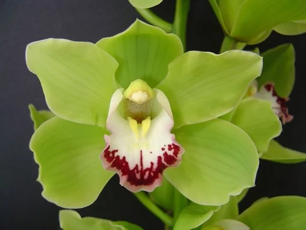 Image Name Orquidea Shenzhen Nongke