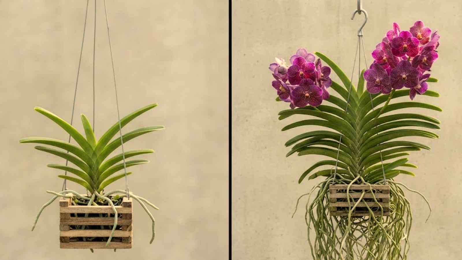 Image Name Paciencia vanda