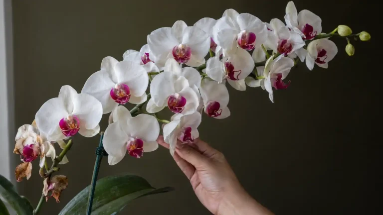 Por que a sua Phalaenopsis dá 8 flores e a do viveiro dá 30 1