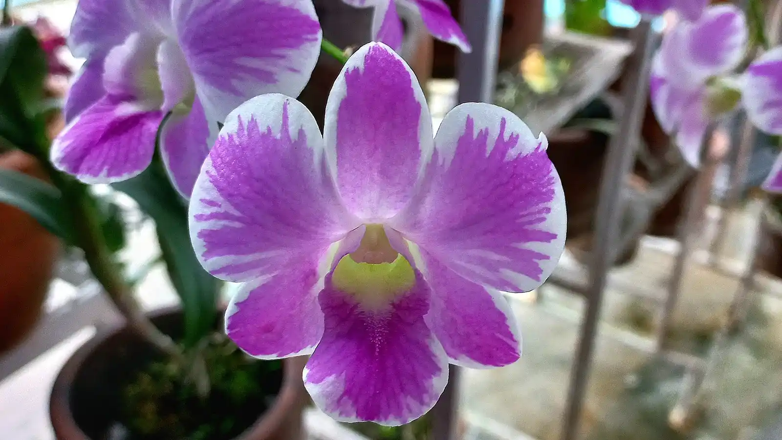 orquidea florir